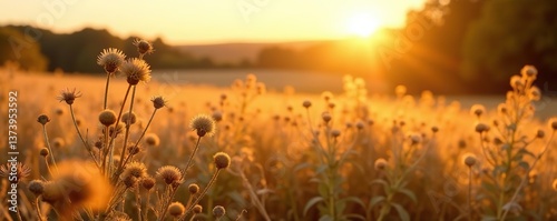 Dry wildflower and grass meadow under warm golden hour sunlight, creating a tranquil autumn field background, with panoramic countryside views,  countryside,  warm