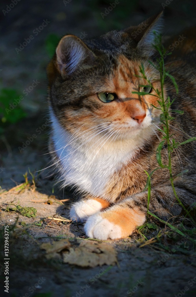 a multi-colored green-eyed cat sits under the sun. a multi-colored green-eyed cat sits under the sun.
