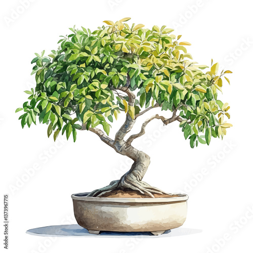 A watercolor vector of a Brazilian raintree bonsai, isolated on a white background. Brazilian raintree bonsai vector.

