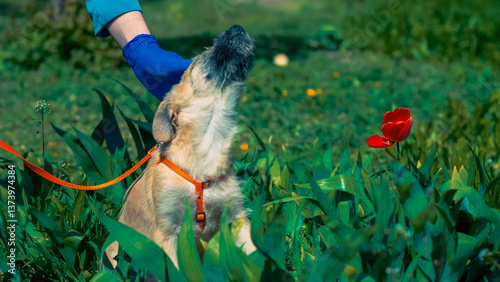 man in blue veterinary uniform stroking puppy sitting in the grass