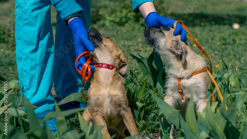 man in blue veterinary uniform stroking two puppies sitting in the grass