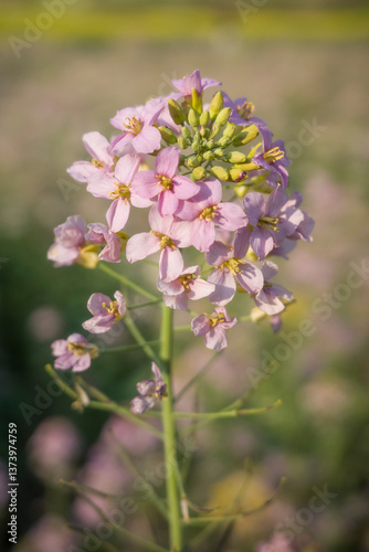 Close-up of Pink Rapeseed Flowers in Spring