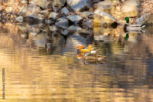 Mandarin duck bird in the wild nature swimming in a lake. Colorful feather wild duck birds in the wildlife of czech nature reserve Obora Holedna in early spring, summer and autumn photo