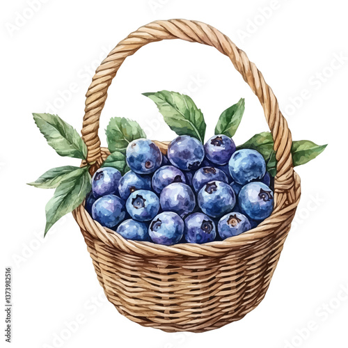 A watercolor vector of a blueberry basket, isolated on a white background. Blueberry basket vector.

