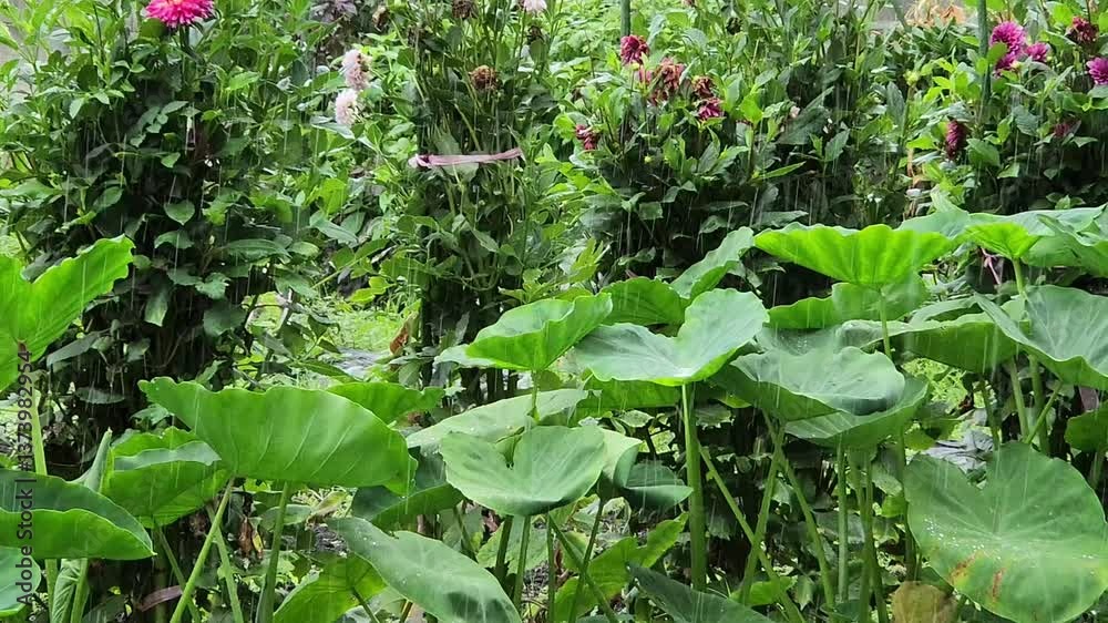 野菜畑に降る雨 野菜畑に降る雨