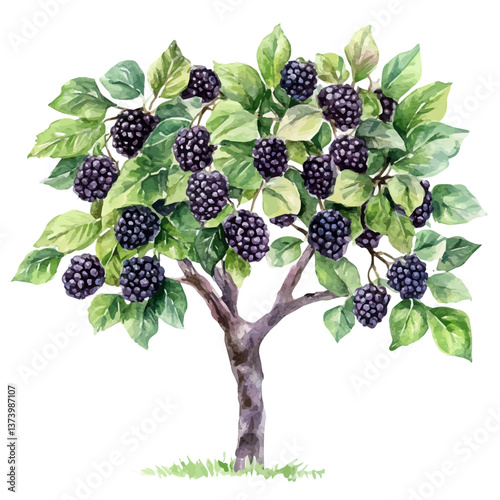 A watercolor vector of a blackberry tree, isolated on a white background. Blackberry tree vector.

