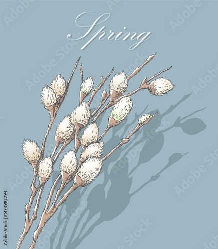 Pussy willow twigs with fluffy white buds, shadow, hand drawn vector illustration, blue background, lettering