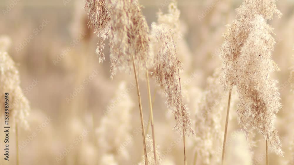 Close-up of tall, delicate grass swaying gracefully in the breeze against a blurred background, creating a peaceful, natural scene. Close-up of tall, delicate grass swaying gracefully in the breeze against a blurred background, creating a peaceful, natural scene.