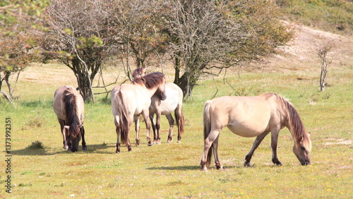 Konik photo