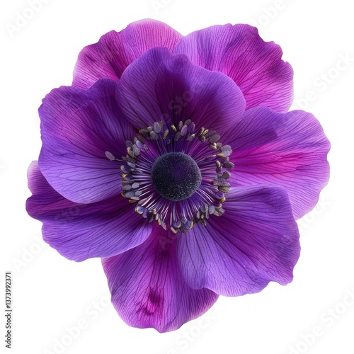 Purple poppy anemone flower petal plant.