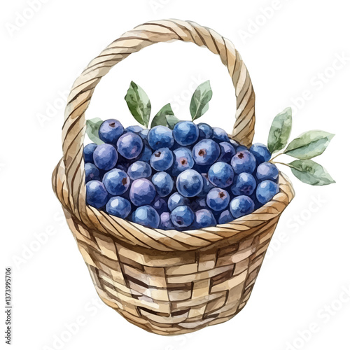 A watercolor vector of a bilberry basket, isolated on a white background. Bilberry basket vector.

