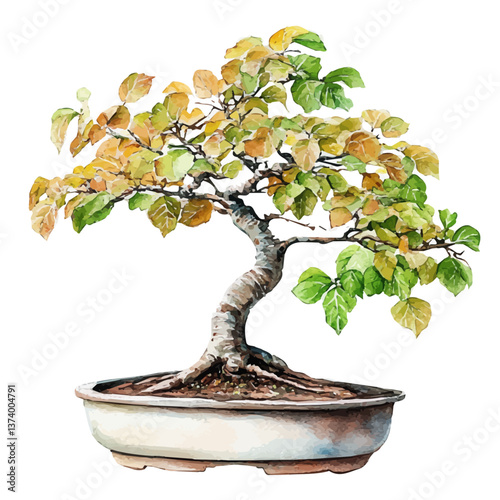 A watercolor vector of a beech bonsai, isolated on a white background. Beech bonsai vector.

