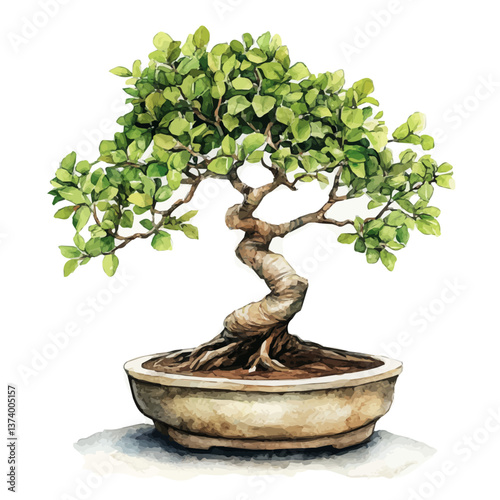 A watercolor vector of a beech bonsai, isolated on a white background. Beech bonsai vector.

