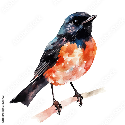 A watercolor vector of a robin, isolated on a white background. Robin vector.

