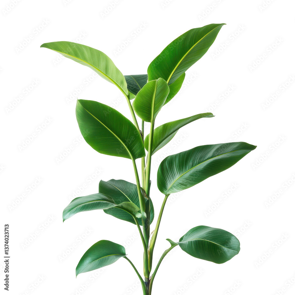Obraz premium Vibrant Houseplant: A lush houseplant showcases its vibrant green leaves, illustrating freshness and growth