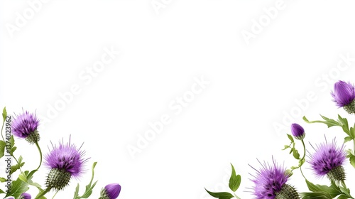 Delicate thistle border with purple blooms and green leaves, perfect for nature-themed invitations, greeting cards, or rustic wedding designs.