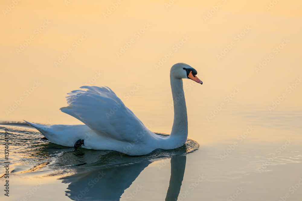 Obraz premium Swan birds in a lake and river water swimming in the wild nature in early spring and summer. Big white adult swan bird with clear white feather and bird wings breading in the wildlife