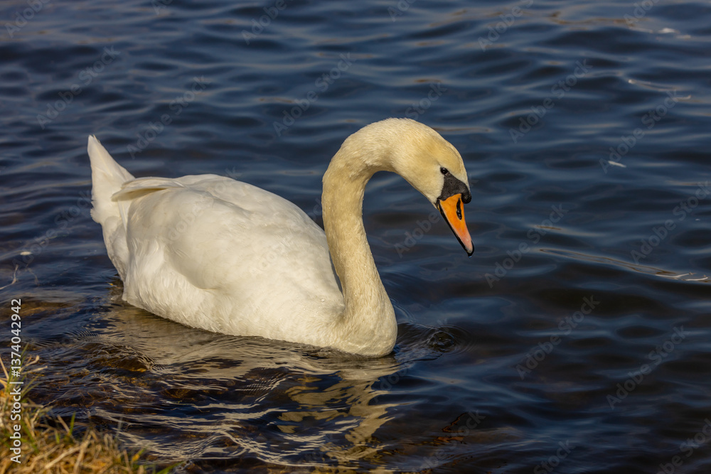 Fototapeta premium Swan birds in a lake and river water swimming in the wild nature in early spring and summer. Big white adult swan bird with clear white feather and bird wings breading in the wildlife