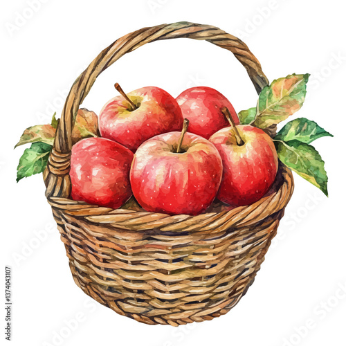 A watercolor vector of an apple basket, isolated on a white background. Apple basket vector.


