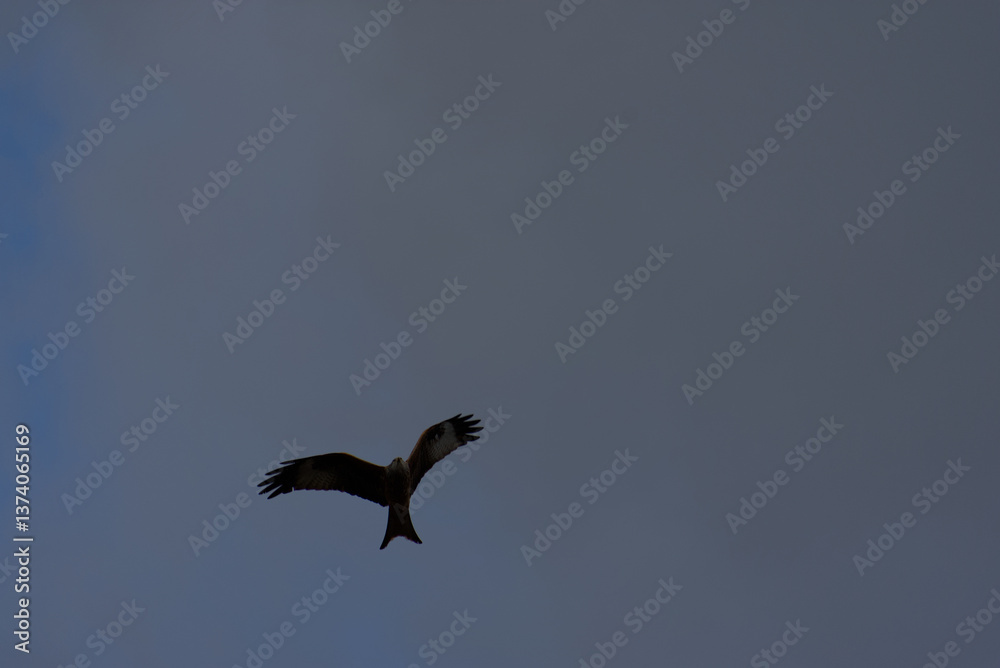 Obraz premium Witness the elegance of freedom as a majestic red kite soars through the sky. Its graceful flight and vivid hues paint a picture of untamed beauty and boundless wonder.