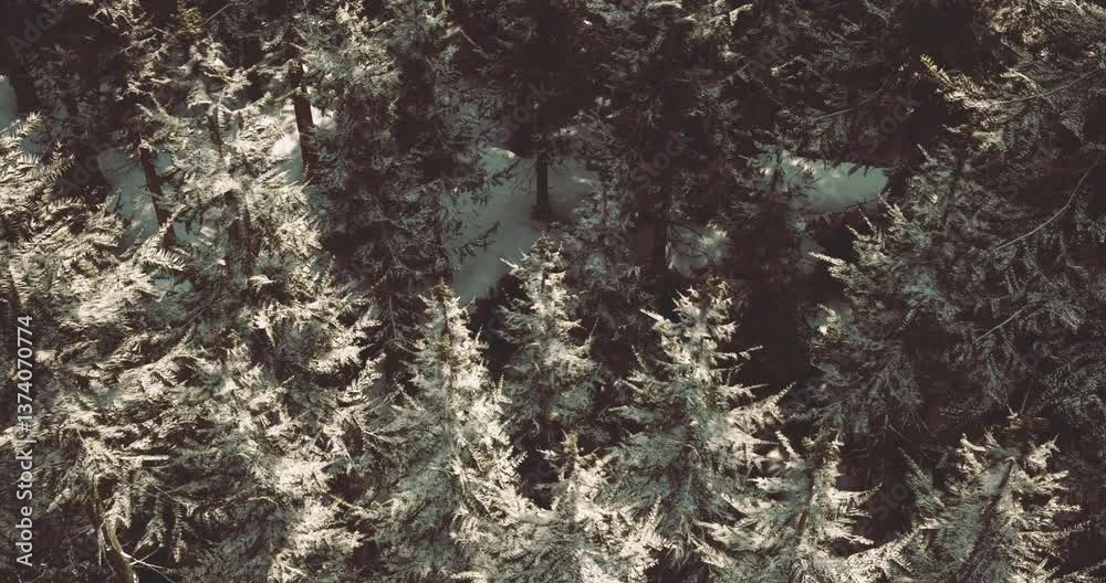 Dense pine trees blanketed in snow create a serene winter landscape. Soft sunlight filters through the branches, illuminating the frosty scene in the tranquil forest. Dense pine trees blanketed in snow create a serene winter landscape. Soft sunlight filters through the branches, illuminating the frosty scene in the tranquil forest.
