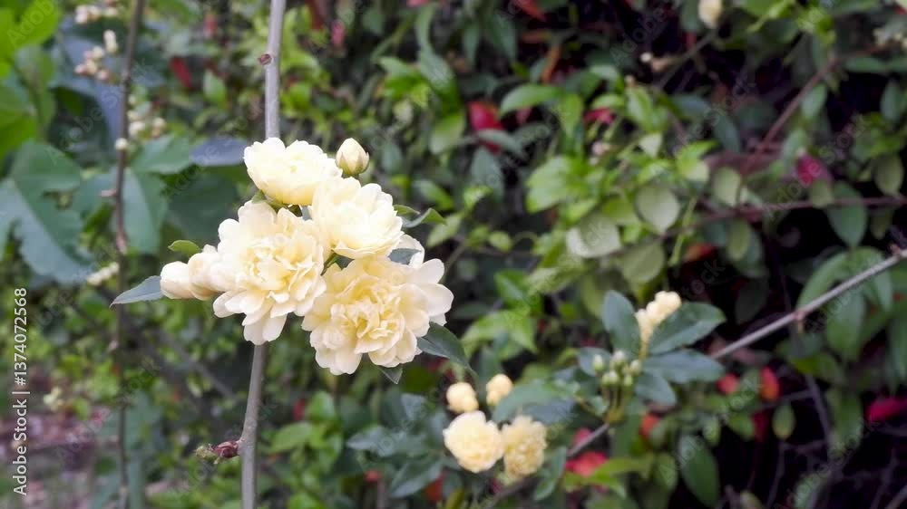 Delicate bush of white roses, heady aroma in the garden on a green background Delicate bush of white roses, heady aroma in the garden on a green background