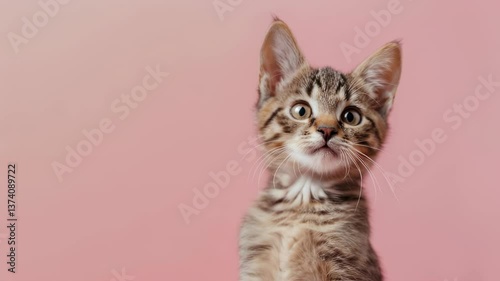 Adorable tabby kitten raising paw for attention against pink backdrop video footage. Cute kitty waving with paw, playful pet saying hello or goodbye motion clip.