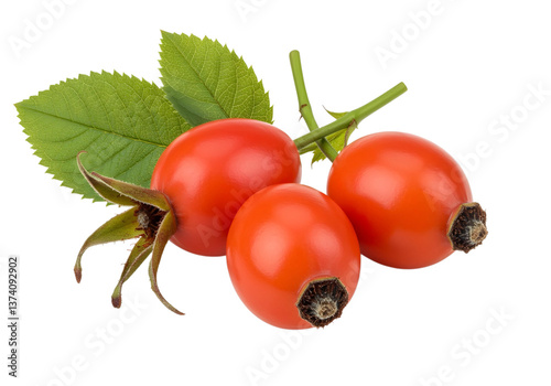 Rose hip isolated on transparent background