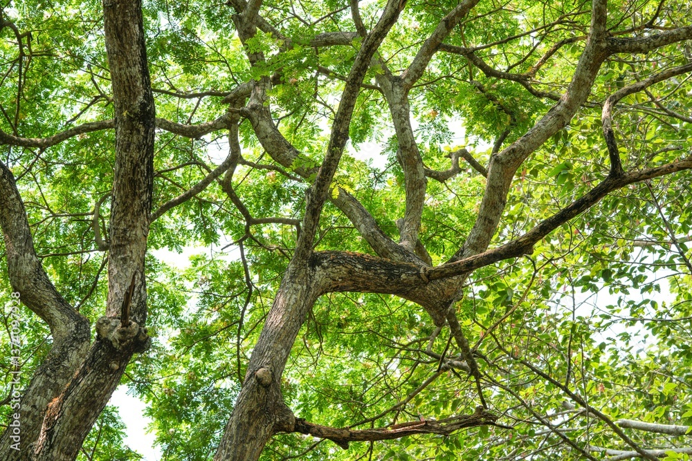 Fototapeta premium Under the shade of a large tree, you will see branches and leaves covering it in an unusual way.