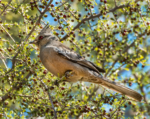 Female Phainopepla photo