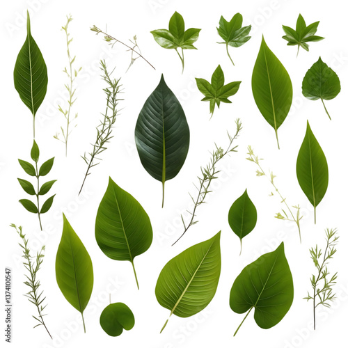 Fresh green leaves and branches isolated on white background – Eco-friendly design elements