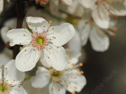 Macro shot of flowers during springtime.