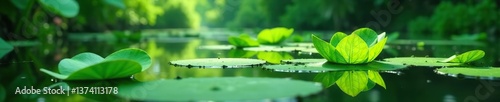 Lush green aquatic plants floating on the surface of a peaceful pond,  wetland,  nature