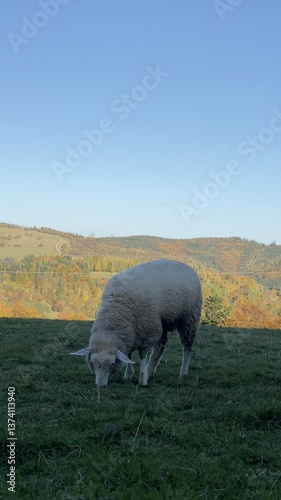 Sheep Grazing in Mountainous Landscape