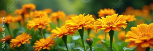 Vibrant calendula flowers blooming in a lush garden setting,  organic,  herbal