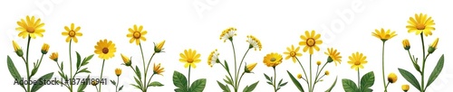 Vector clipart of isolated daisy flowers, yarrow plants, and buttercup flowers for healthcare, organic, beauty, floral designs,  spring,  blooming