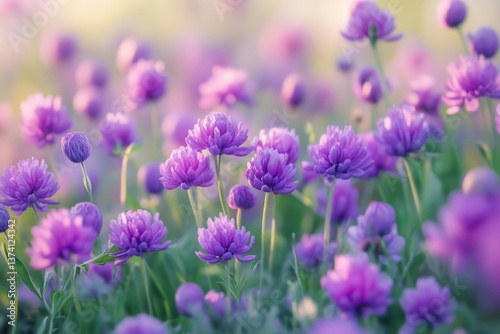 Vibrant purple flowers blossoms outdoors scenery.
