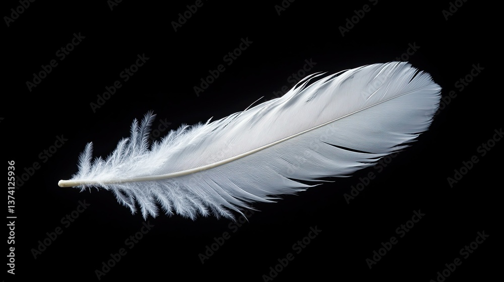 White swan feather isolated against a black background. - White swan feather isolated against a black background. -