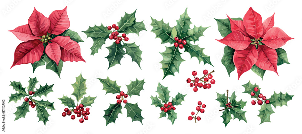 Fototapeta premium Poinsettia flowers and blossoms watercolor vector set. Red festive berries leaves green petals bright bush holly plant, isolated on white background