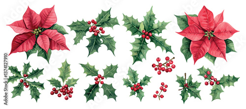 Poinsettia flowers and blossoms watercolor vector set. Red festive berries leaves green petals bright bush holly plant, isolated on white background