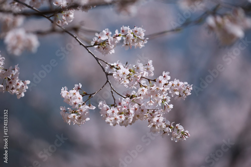 cherry blossom in spring