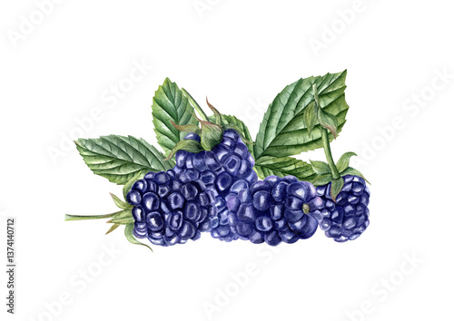 Fresh ripe dewberry with leaves watercolor illustration isolated background. Hand painted garden black raspberry or hedgeberry for jam labels, beverage packaging, cafe menus, and farm market design