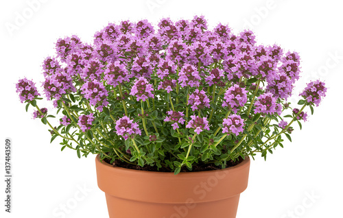 Wallpaper Mural 彩り豊かなタイム鉢植え 春のハーブ Torontodigital.ca