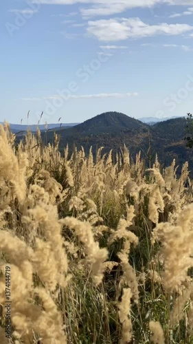 Mountain View Through Tall Grass Field