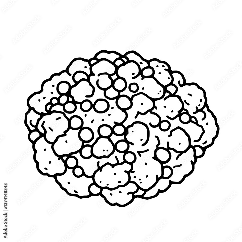 Line Art Drawing Of A Cauliflower With Small Berries Line Art Drawing Of A Cauliflower With Small Berries