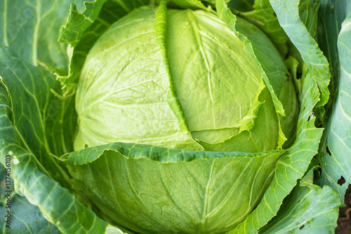 fresh head of cabbage on th...