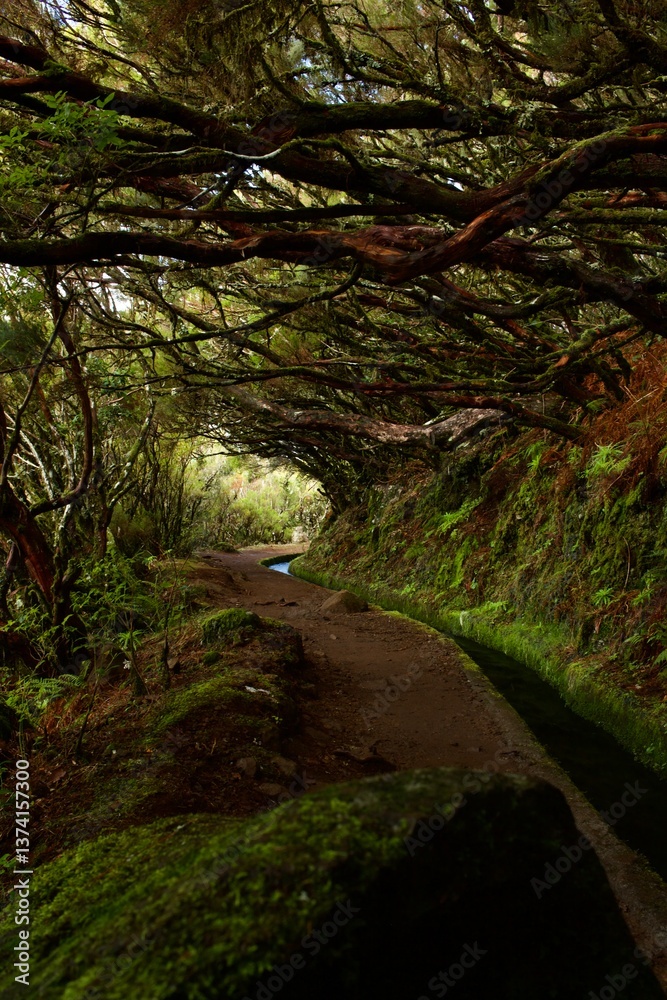 stream in the forest - levada Trail Madeira stream in the forest - levada Trail Madeira