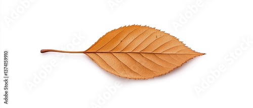 Photograph of a single leaf. the leaf is elongated and has a pointed tip. it appears to be made of a light-colored material, possibly leather or a similar material.