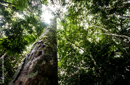 Bosque photo