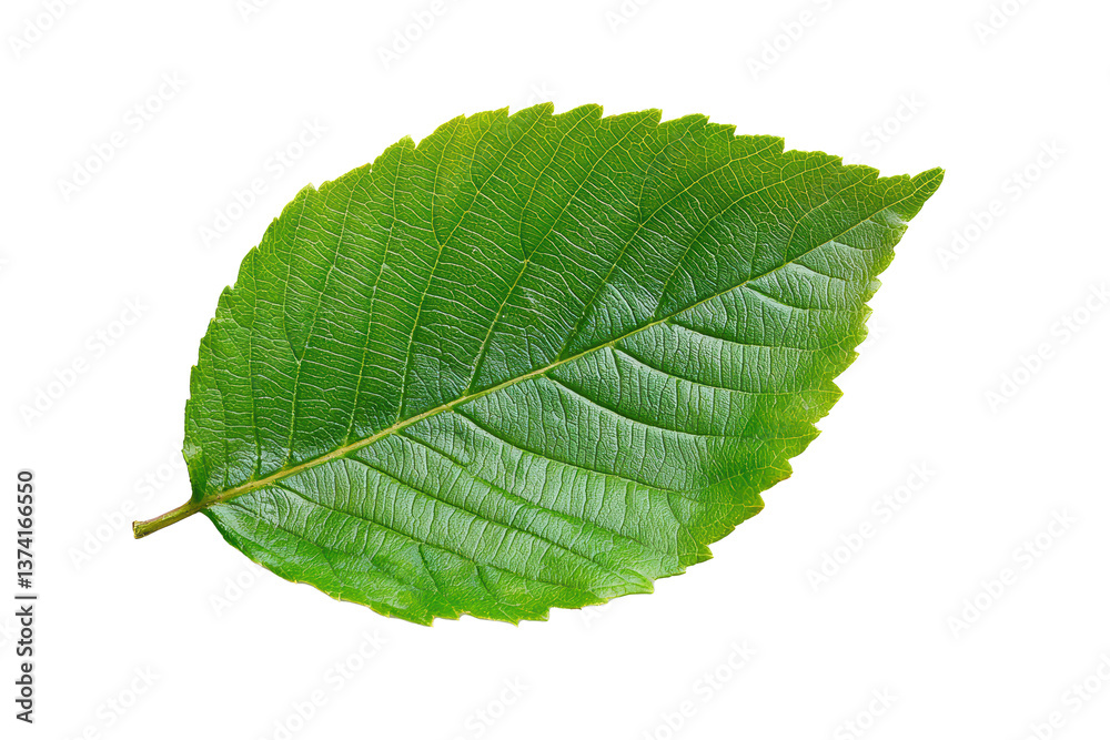 Fototapeta premium Single beech leaf on transparent background, png format for eco-friendly design